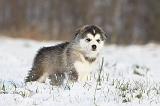 ALASKAN MALAMUTE 259